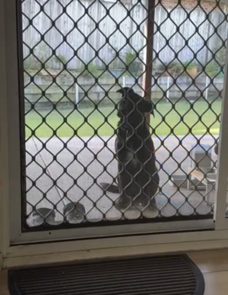 A dog outside a screen door with his head tilted, listening to his owner.