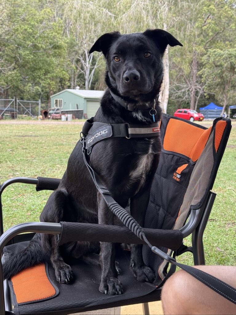 Bear sitting in a camping chair