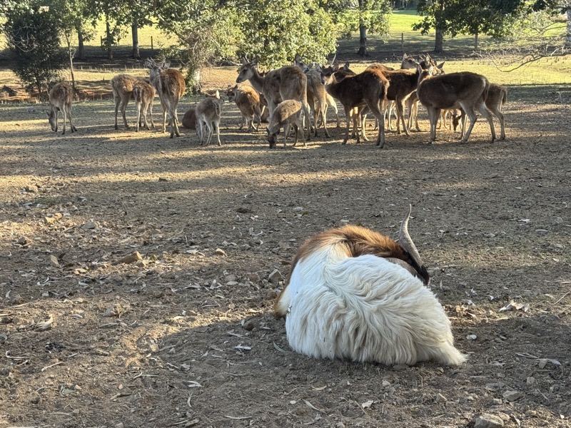 Animals at Borumba Deer Park