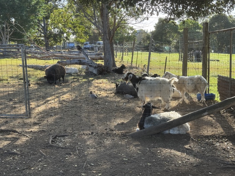 Animals at Borumba Deer Park