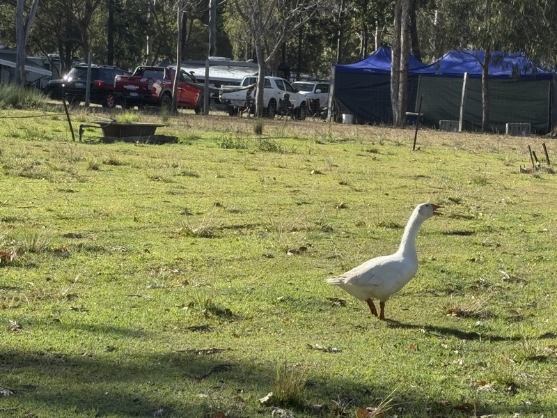 Goose at Borumba Deer Park