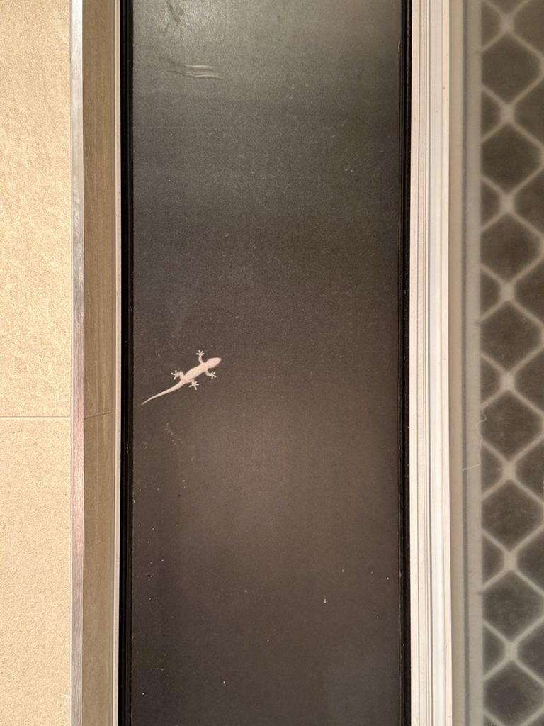 Gecko on the bathroom window at night